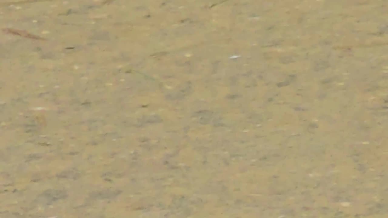 Lots of little fish in a river.