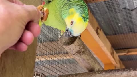 Amazone Parrots Lovely Couple 😍🦜