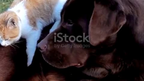 Adorable Cat and Dog Moments!