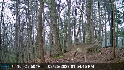 The Woods – 02/26/2023