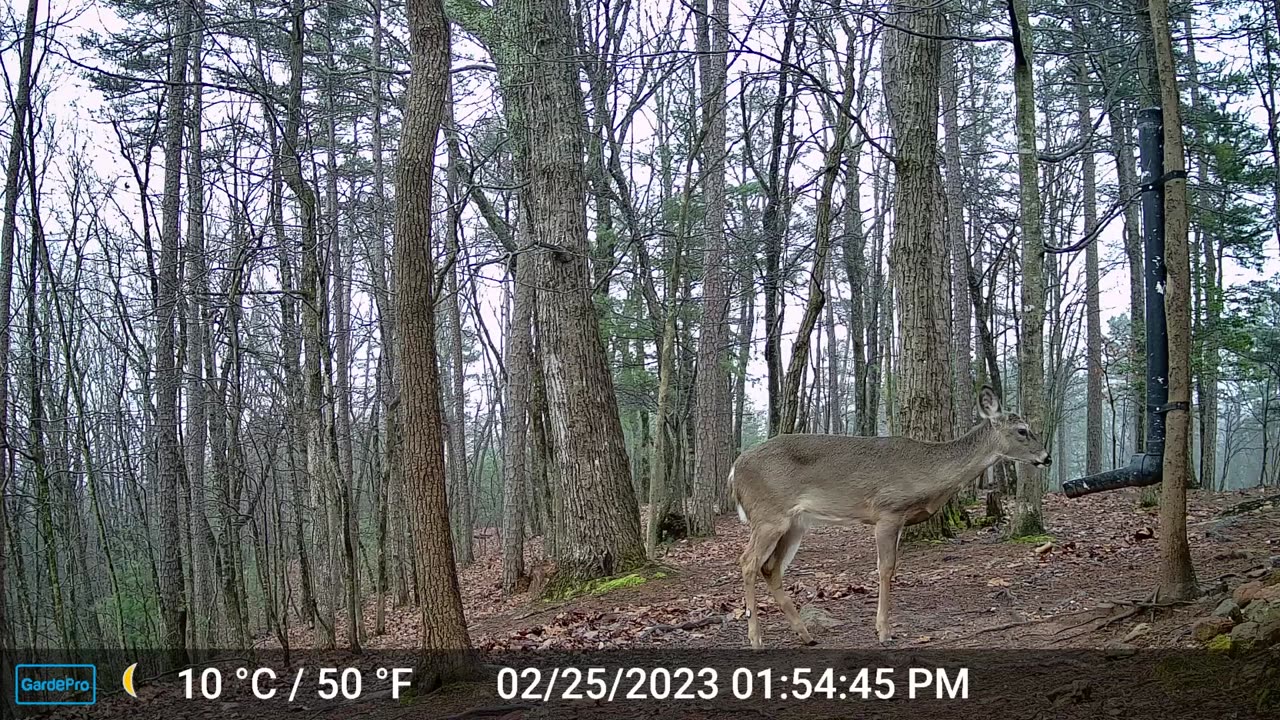 The Woods – 02/26/2023