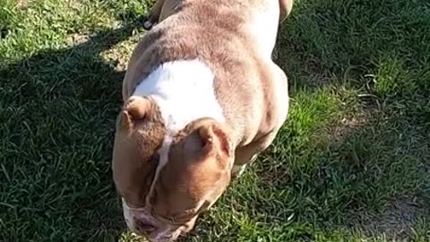 BRUTUS EMPIRE : My Dog SIFU! Got EEEM!!
