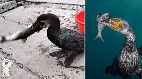 Wow, how did the duck eat the fish so fast