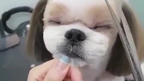 A dog that loves stink and beauty