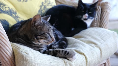 Two 😻cat 🐈 sleep amazing don't miss 🙀😼😺
