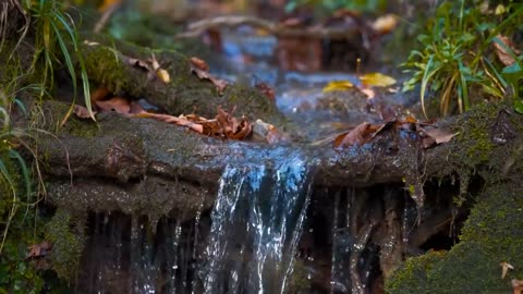 Enchanting Autumn Forests with Beautiful Piano Music