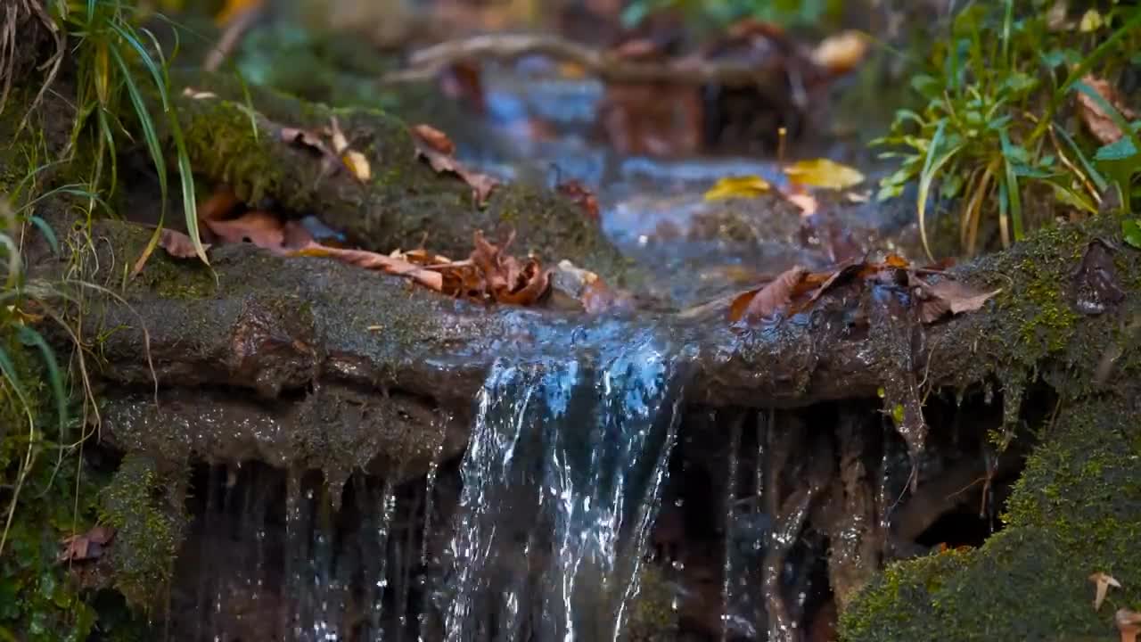 Enchanting Autumn Forests with Beautiful Piano Music