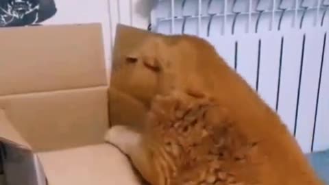 Video funny Cat like me