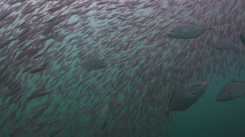 Amazing underwater world