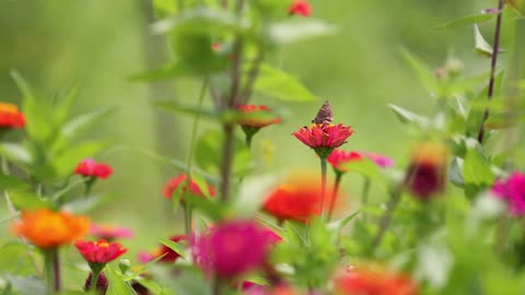 Nature beauty #timisoara #romania