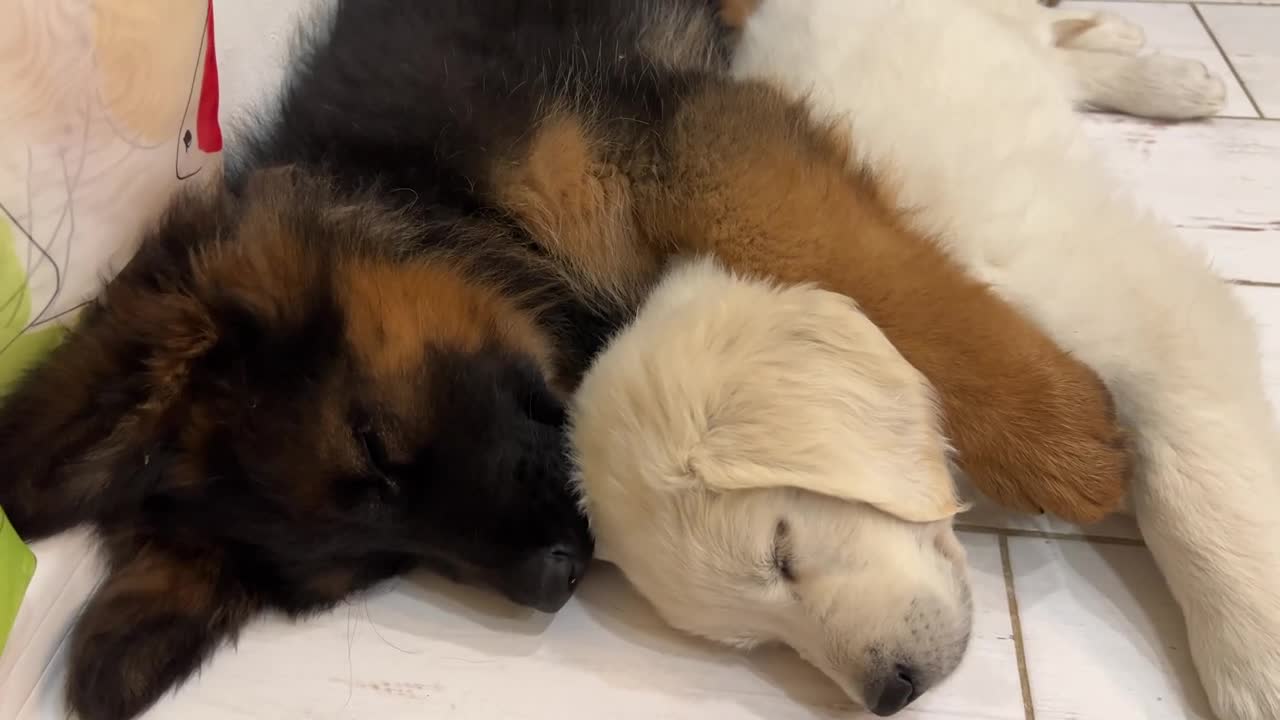 How the Cutest German Shepherd and Golden Retriever Puppies Sleep