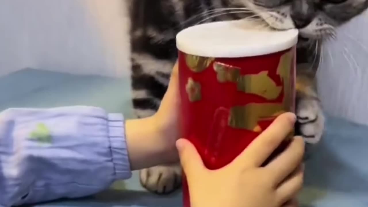 Funny cat and child