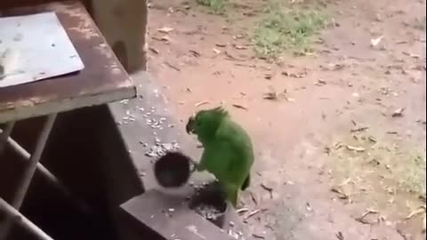 Try Not To Laugh | Funny Bird