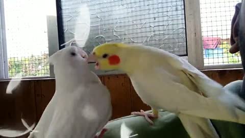 molting anger is real. my new quaker has issues rn