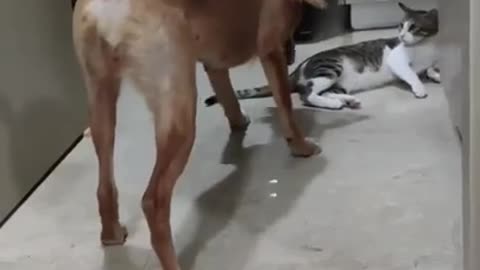 FUNNY VIDEOS