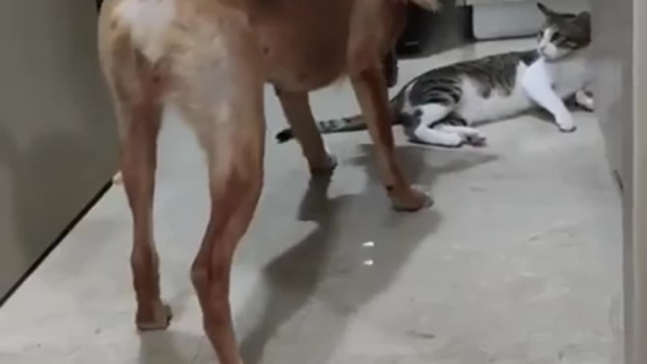 FUNNY VIDEOS