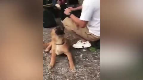 Cat😂 🐈 and dongs funniest videos