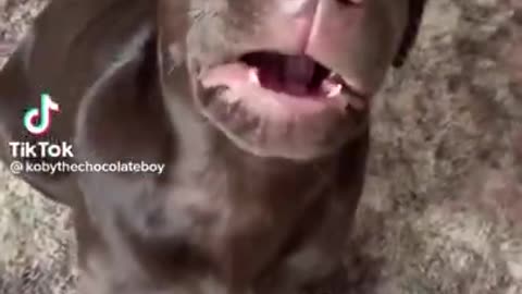 Funny_Animal_Video_compilation_of_2022_#1_#shorts_#puppy_#dog(