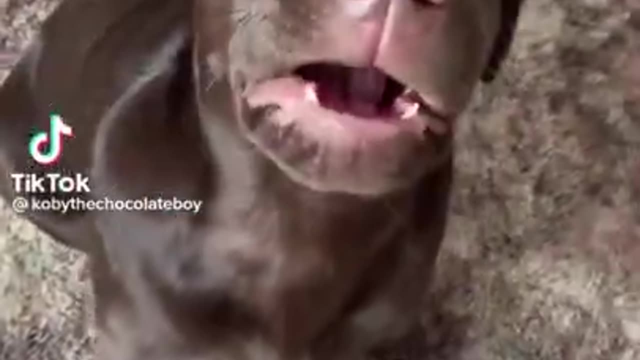 Funny_Animal_Video_compilation_of_2022_#1_#shorts_#puppy_#dog(