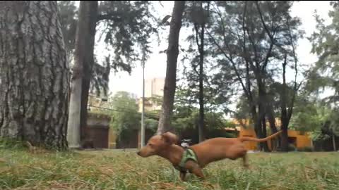 Dachshund dog running through a park to reach its owner
