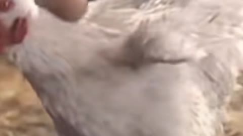 professional chicken