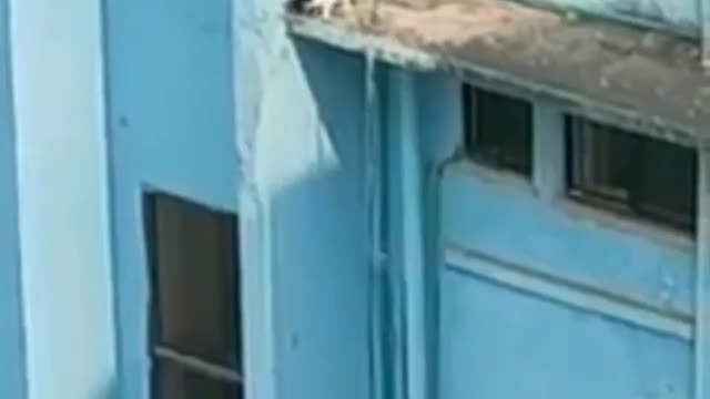 This cat Fell from the top of a building 😪