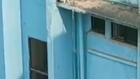 This cat Fell from the top of a building 😪
