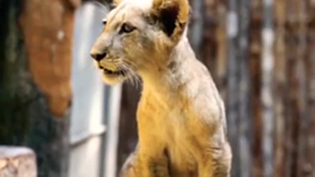 cute tiger || best animals compilation || animal funniest moments
