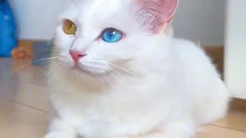 Cute animals