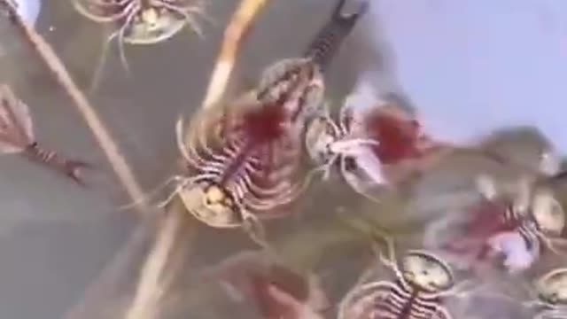 Fishing for strange fish#😳😳