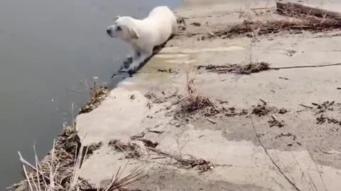 😹Funny and Cute Animal Videos Everyday🥰 _ Animals LOL Moments #funnyanimals #shorts #funnyvideo