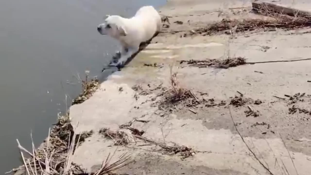 😹Funny and Cute Animal Videos Everyday🥰 _ Animals LOL Moments #funnyanimals #shorts #funnyvideo