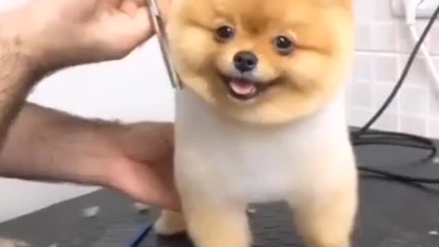 Cutest dog baby cutting, 🐕
