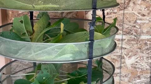How To Make a Comfrey Salve