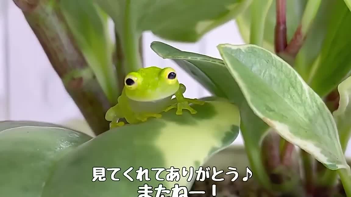 [Healing] A frog with a happy sleeping face is too cute