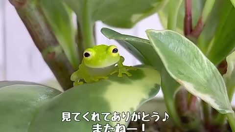 [Healing] A frog with a happy sleeping face is too cute