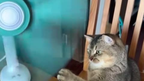 "Purrfectly Mischievous: Adventures of a Naughty Cat!"