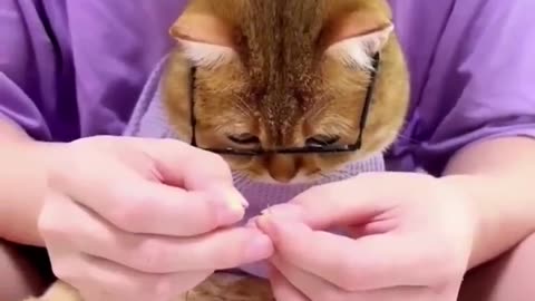 Funny_animals_completion_#shorts