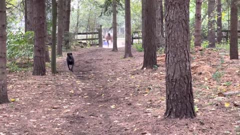 Horse kicks tree, farts on dogs then runs away.