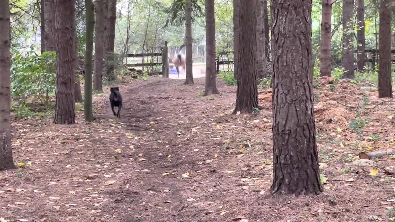 Horse kicks tree, farts on dogs then runs away.