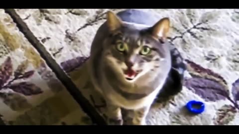 Cute kittens are singing