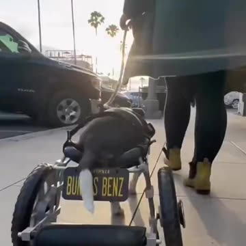 Dog gets custom wheelchair from MercedesBenz #mercedesbenz #dog