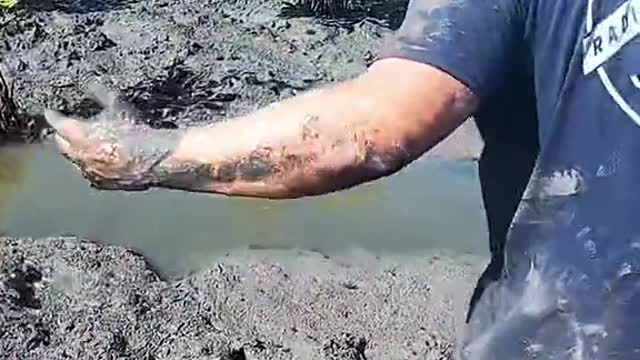 One of the most epic days in the mangroves catching big mudcrabs with our barehands!
