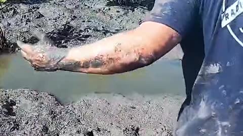 One of the most epic days in the mangroves catching big mudcrabs with our barehands!