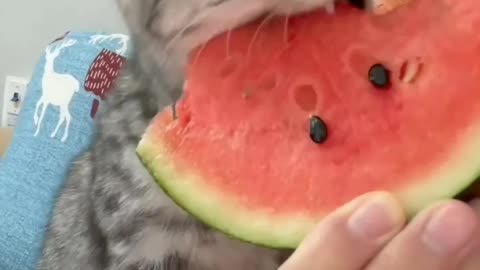 Watermelon eating by cat