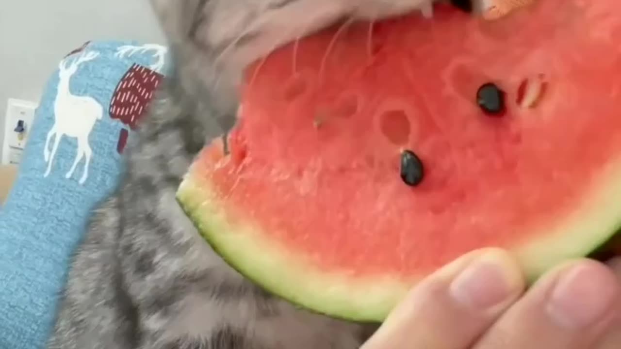 Watermelon eating by cat