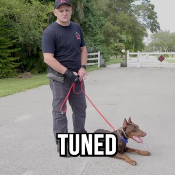 Introducing Mr. Cain the 11 Month Old Doberman Pinscher Imported from All the Way in Serbia