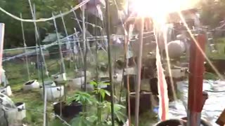 Morons and identity politics p 1