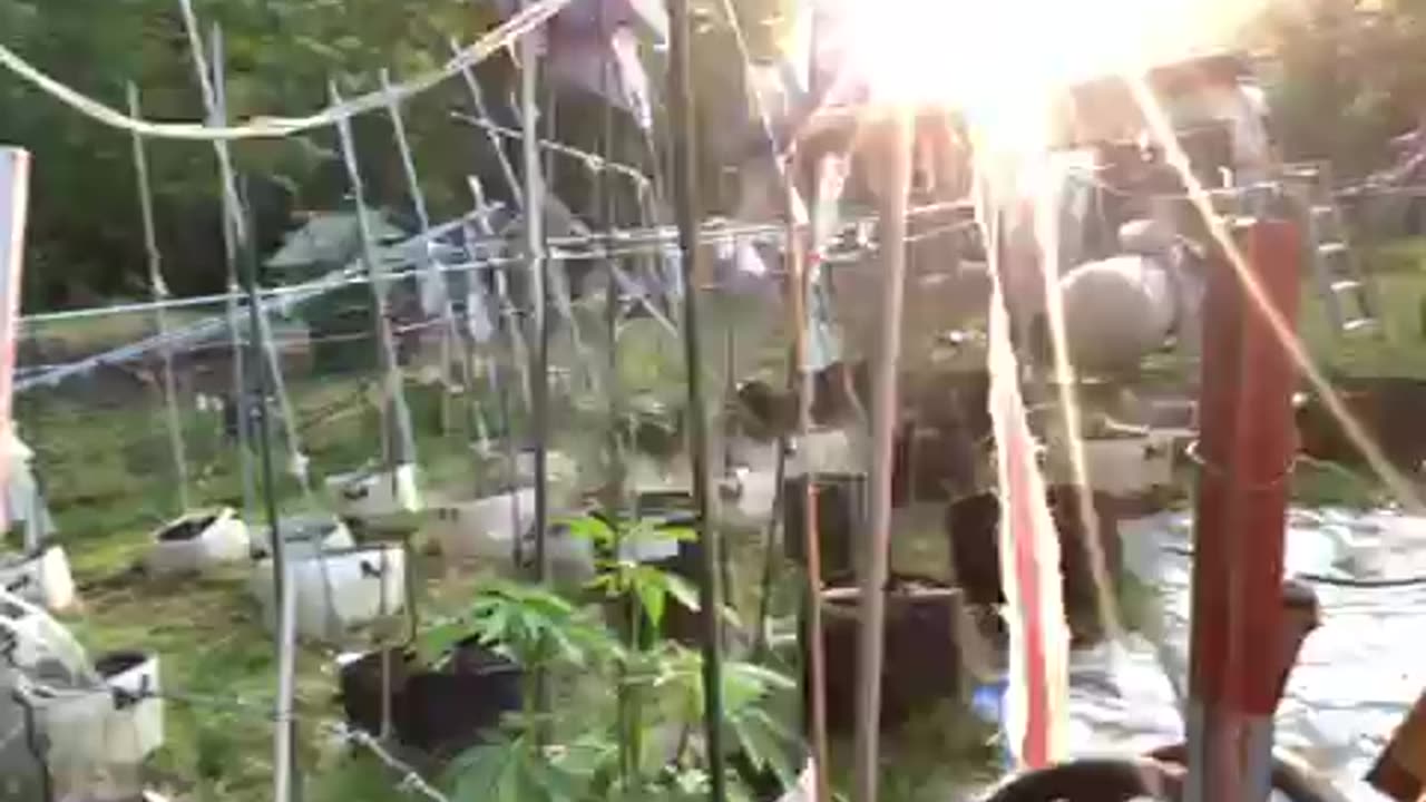 Morons and identity politics p 1