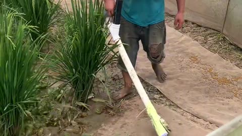 Feeding a frog